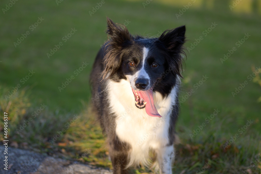 Pretty black and white Border Collie with tongue lolling out