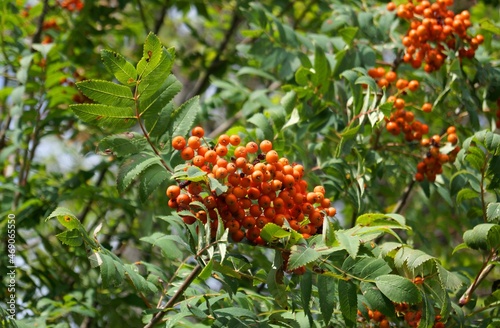 Red mountain ash during the ripening period. Red mountain ash berries have healing and beneficial properties in the treatment and prevention of various diseases.