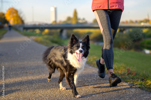 Happy little black and white Border Collie dog