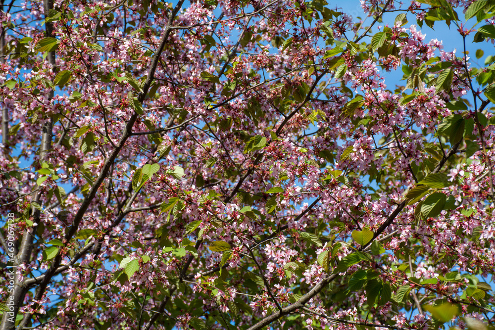 Pink cherry branches in the garden near the Smolny Cathedral, St. Petersburg, Russia
