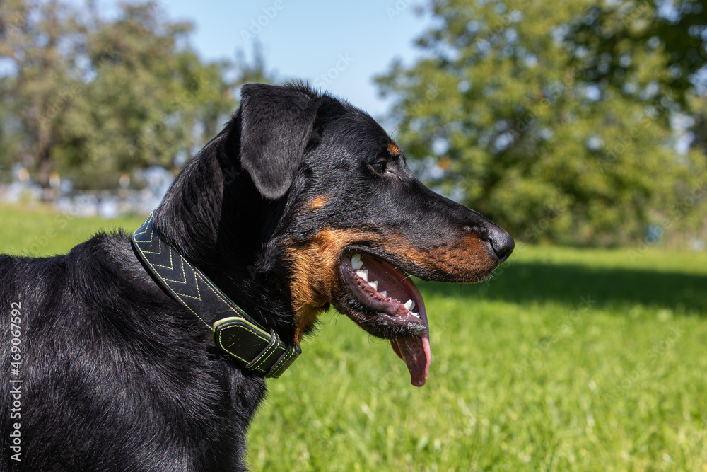 portrait of a young beauceron dog portrait of a young beauceron dog