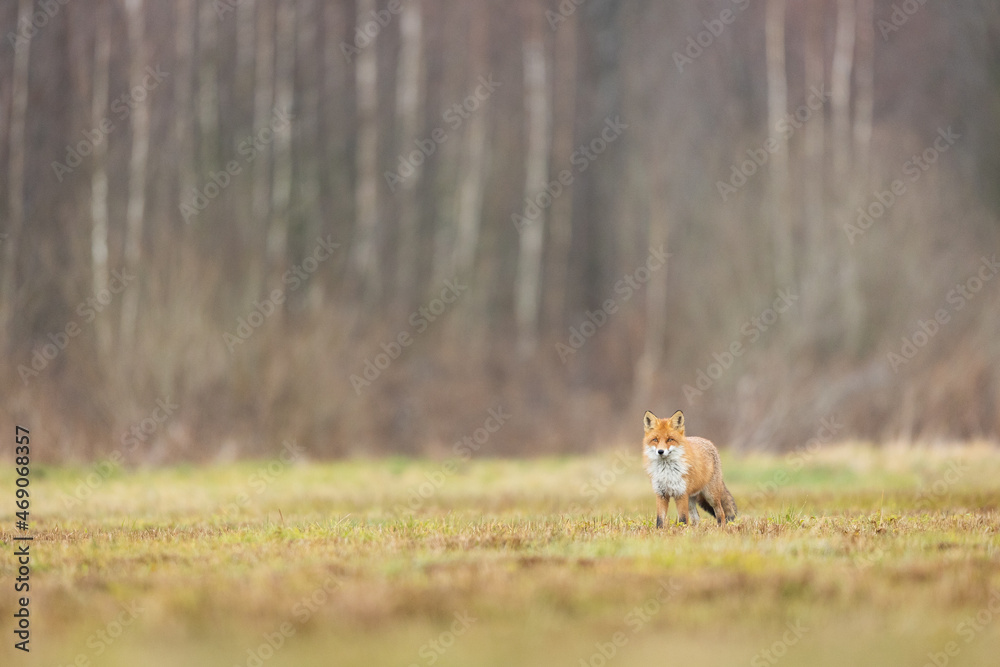 Mammals - European Red Fox (Vulpes vulpes) Mammals - European Red Fox (Vulpes vulpes)