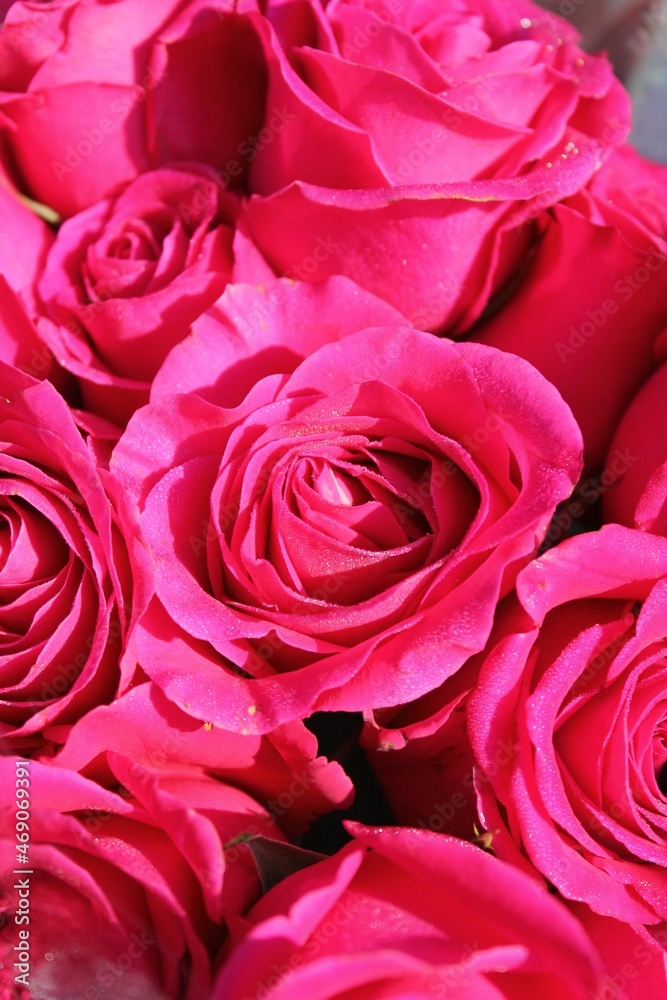 Fototapeta premium bouquet of roses