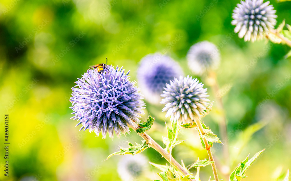 A bee on a purple flower on a field. A bee on a purple flower on a field.