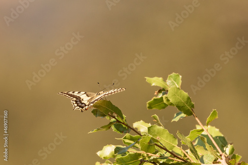 macaón en un arbusto verde ​ (Papilio machaon)  © JOSE ANTONIO