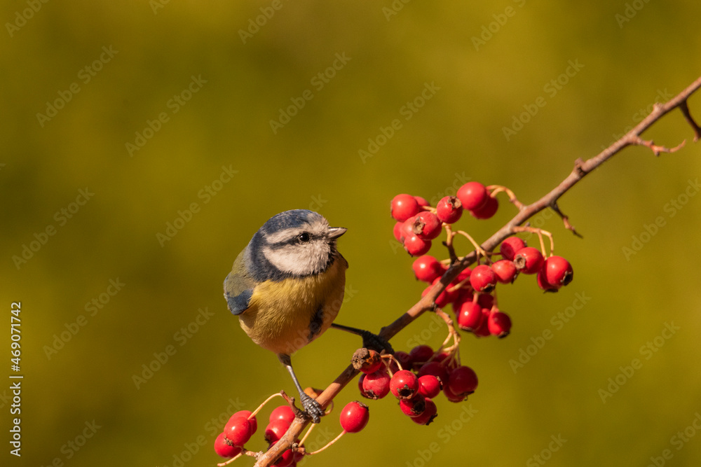 Obraz premium herrerillo común posado en una rama con frutos rojos y fondo verde (Cyanistes caeruleus)