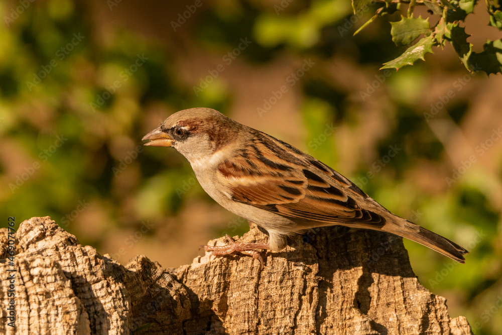 Fototapeta premium gorrión común posado en un tronco con fondo verde (Passer domesticus)