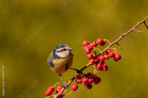 herrerillo común posado en una rama con frutos rojos y fondo verde (Cyanistes caeruleus)