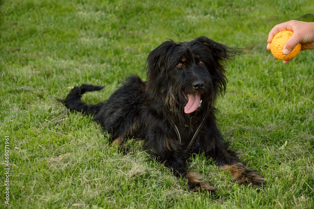 Hundetraining mit Strober II Hundetraining mit Strober II