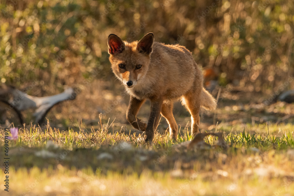 Fototapeta premium zorro común o zorro rojo en el bosque mediterráneo (Vulpes vulpes)