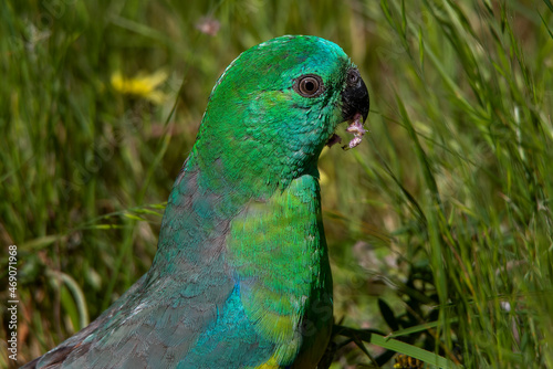Male Red-rumped Parrot (Psephotus haematonotus) eating grass seeds photo