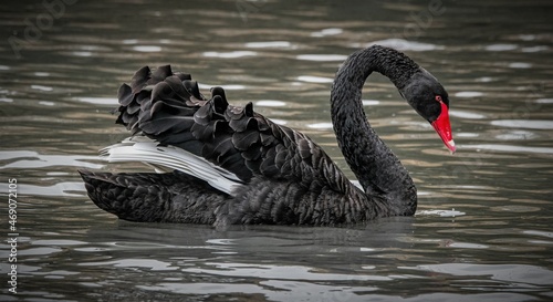 black swan on the lake photo