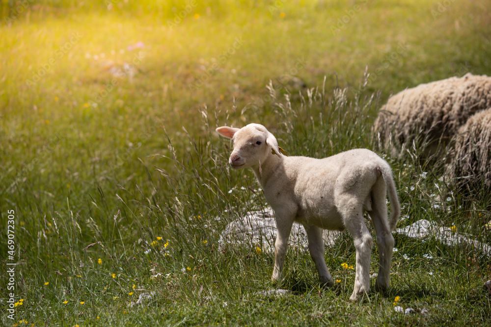 Baby sheep Baby sheep