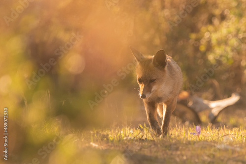  zorro común o zorro rojo caminando entre la bruma de otoño (Vulpes vulpes) Ronda Málaga Andalucía España