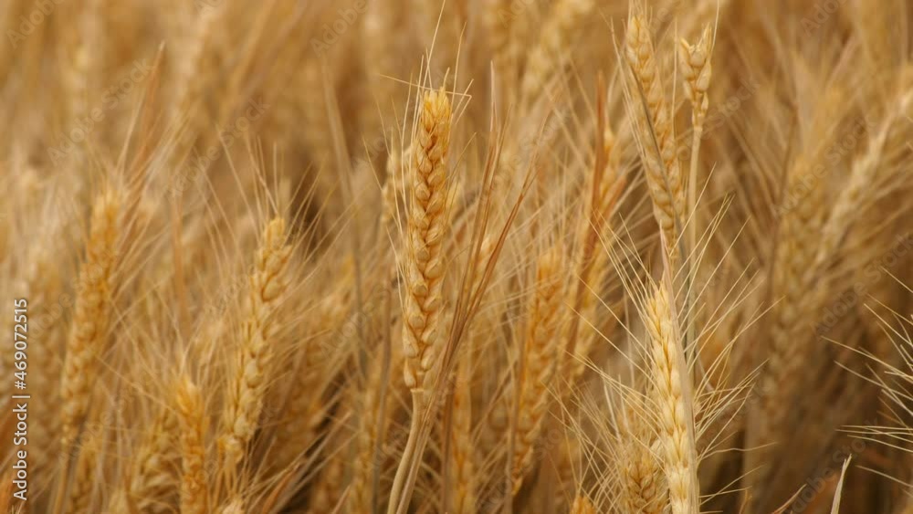 Wheat growing in a field Wheat growing in a field