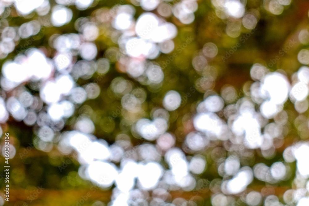 blur bokeh of green Leaf background blur bokeh of green Leaf background