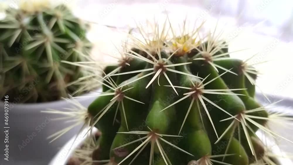 Thorny cacti in a white pot. A cactus flower stands in a vase on the windowsill.
