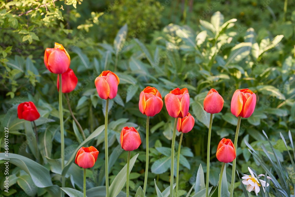 Blooming beautiful spring tulips in sunny weather in the garden Blooming beautiful spring tulips in sunny weather in the garden