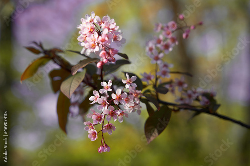 blooming pink bird cherry in the spring garden on a sunny day selective focus © vlad