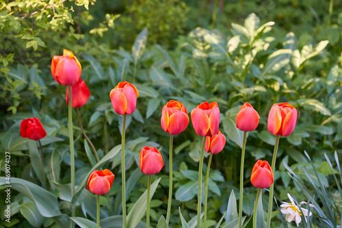 Blooming beautiful spring tulips in sunny weather in the garden