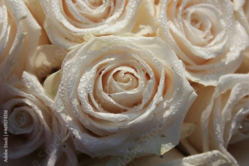 Fototapeta Naklejka Na Ścianę i Meble -  White rose closeup 
