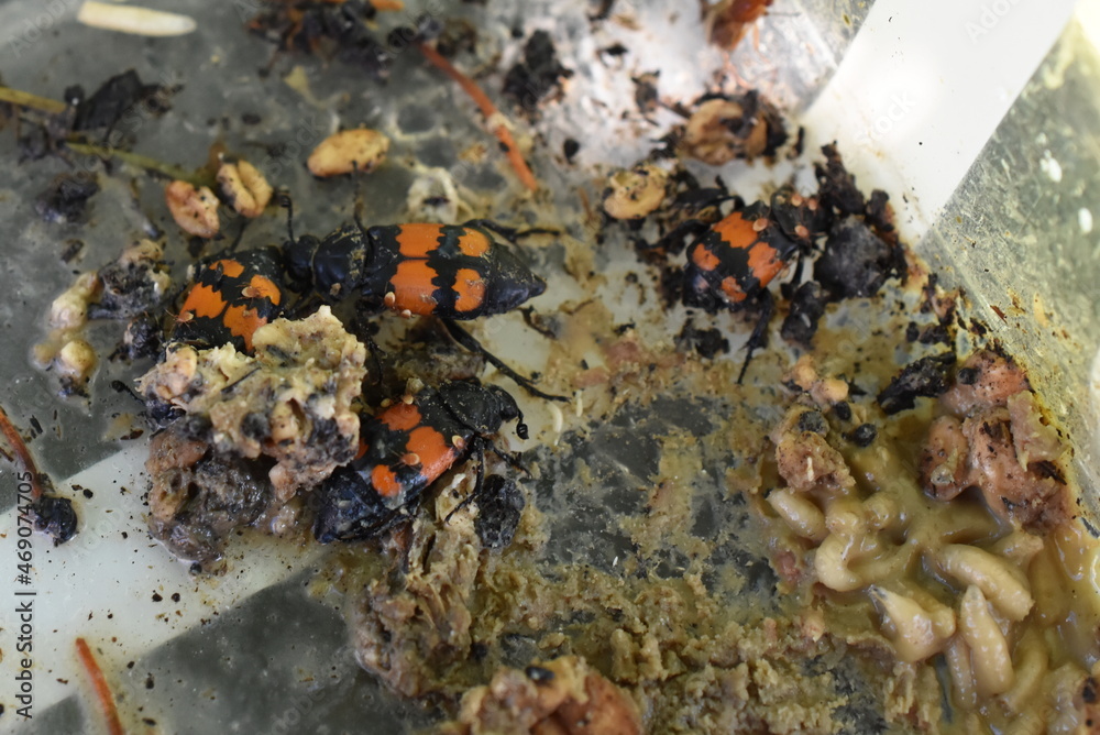 Carrion beetles Nicrophorus burying in rotten meat carcass