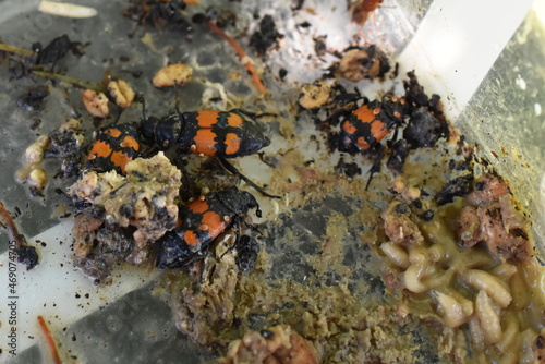Carrion beetles Nicrophorus burying in rotten meat carcass photo