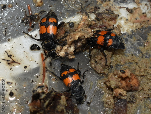 Carrion beetles Nicrophorus burying in rotten meat carcass photo