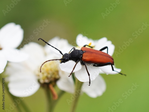 The longhorn beetle Anastrangalia sanguinolenta on a white flower photo