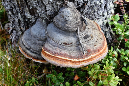 Red-belt conk Fomitopsis pinicola growing on a log