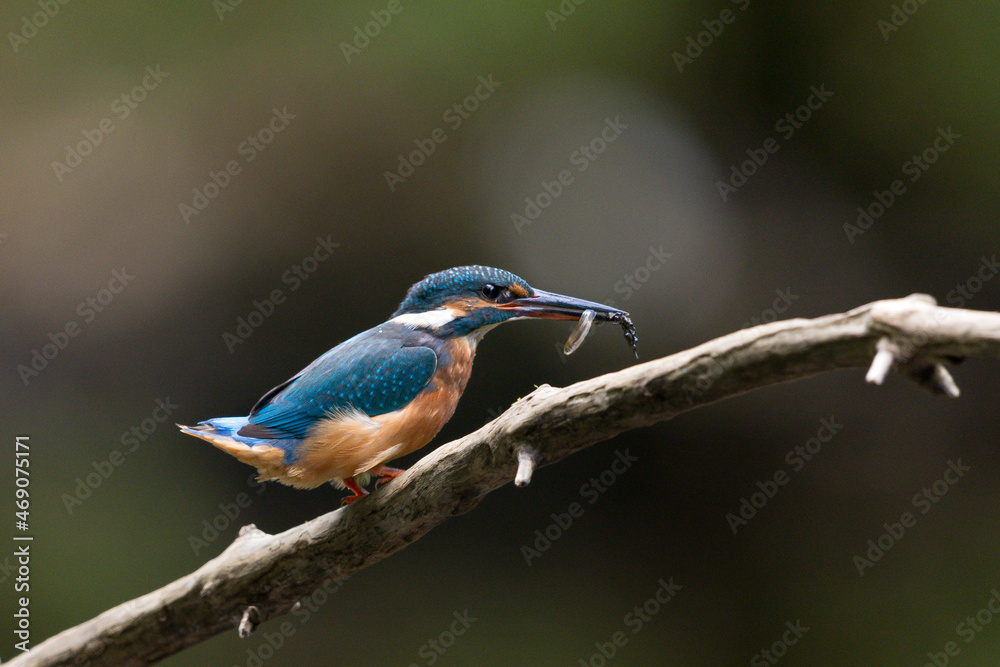 Eisvogel Eisvogel