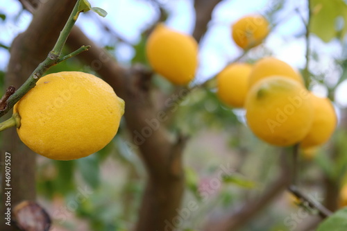 収穫前のレモン