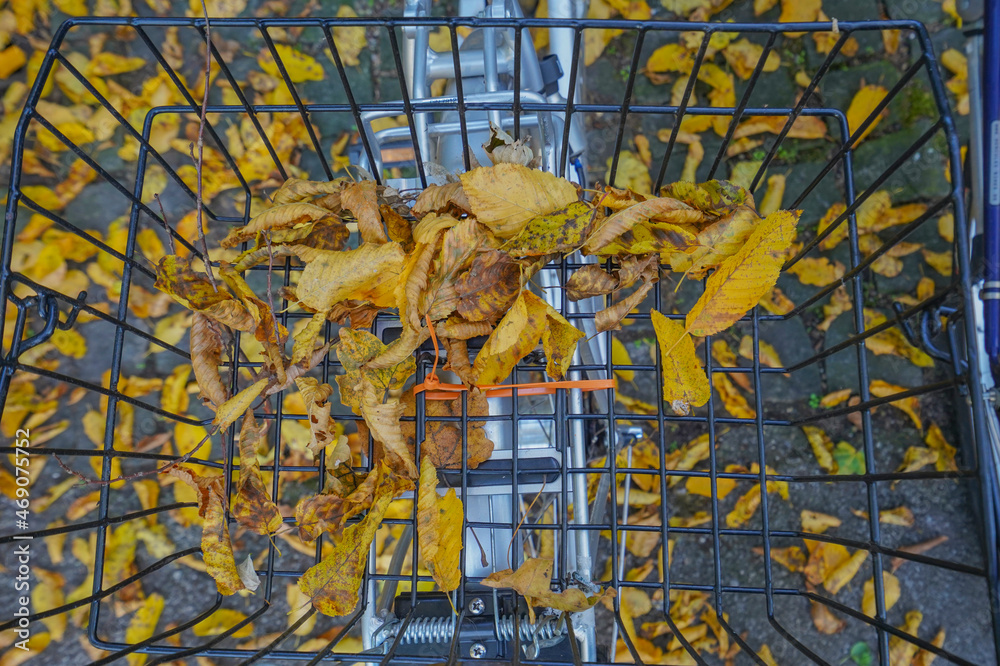 custom made wallpaper toronto digitalAutumn leaves in bicycle basket