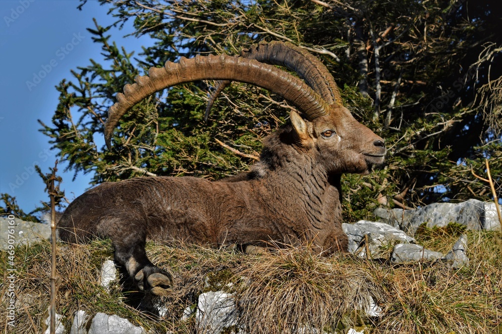 Bouquetin des Alpes (Capra ibex), de la réserve du Creux du Van, dans le canton de Neuchâtel, en Suisse.