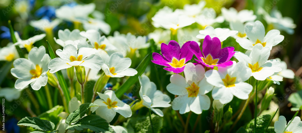 Blooming primrose or primula flowers in a garden Blooming primrose or primula flowers in a garden