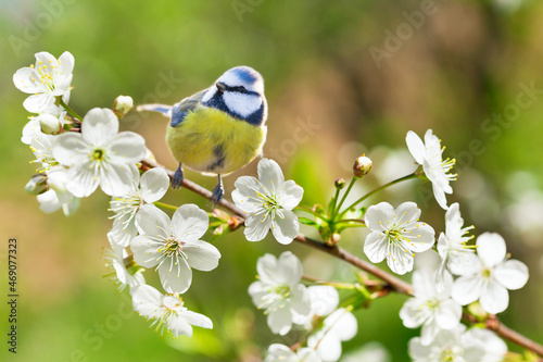 Little bird sitting on branch of blossom cherry tree. The blue tit ( Parus caeruleus) photo