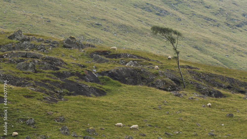 Lonely tree, sheep and stones in the mountains. - obrazy, fototapety, plakaty 