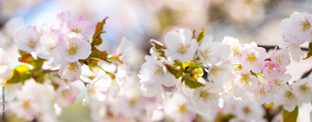 Blooming cherry tree in the spring garden. Cherry flowers on a tree. Spring background