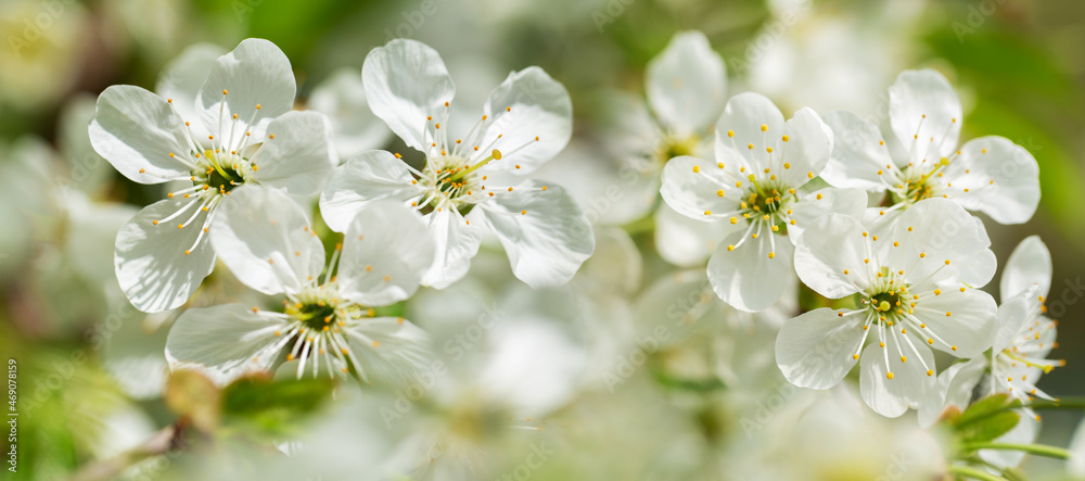 Blooming cherry tree in the spring garden. White flowers on a tree. Spring background Blooming cherry tree in the spring garden. White flowers on a tree. Spring background