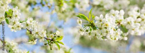 Blooming cherry tree in the spring garden. White flowers on a tree. Spring ba...