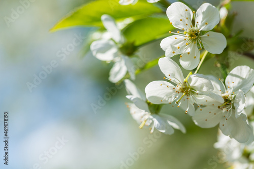 Blooming cherry tree in the spring garden. White flowers on a tree. Spring ba...