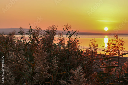 Dry reeds outdoors in the clouds of the sunset against the background of the sea. Reeds and sunset. Minimalistic, stylish, trendy