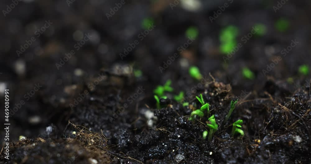 Sprouts grow the ground time-lapse. High quality 4k footage Sprouts grow the ground time-lapse. High quality 4k footage