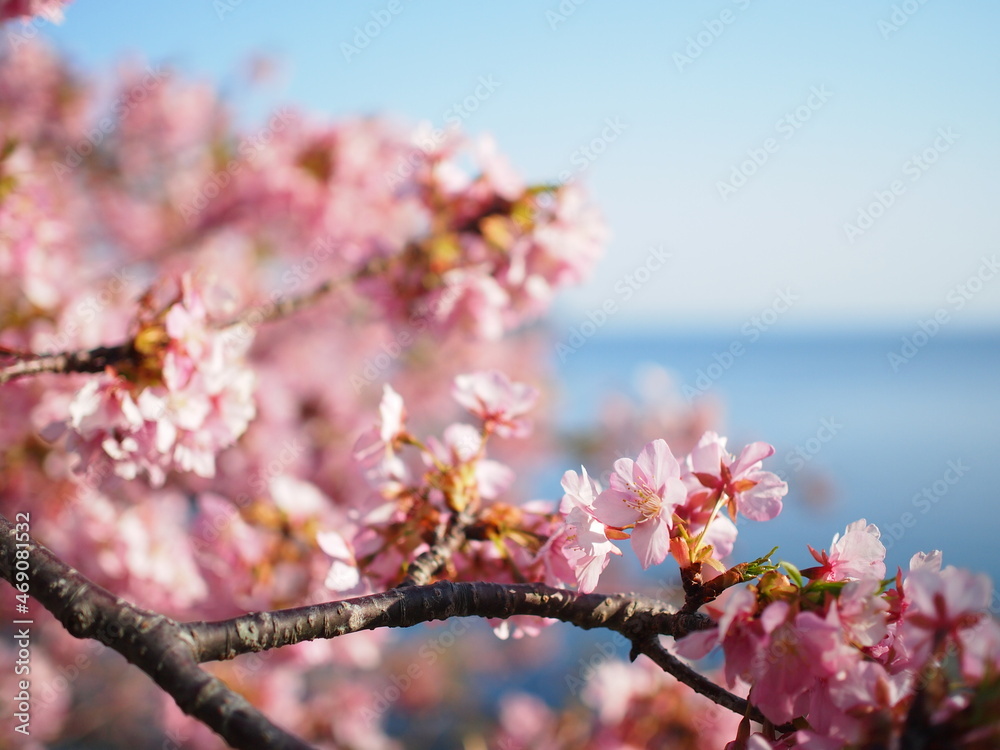 Obraz premium 海辺に咲いている河津桜