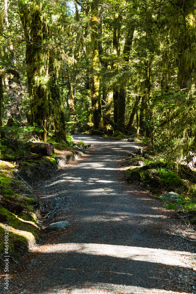 Naklejka premium ニュージーランド オタゴ地方のブループールまでのウォーキングトラックの森林風景