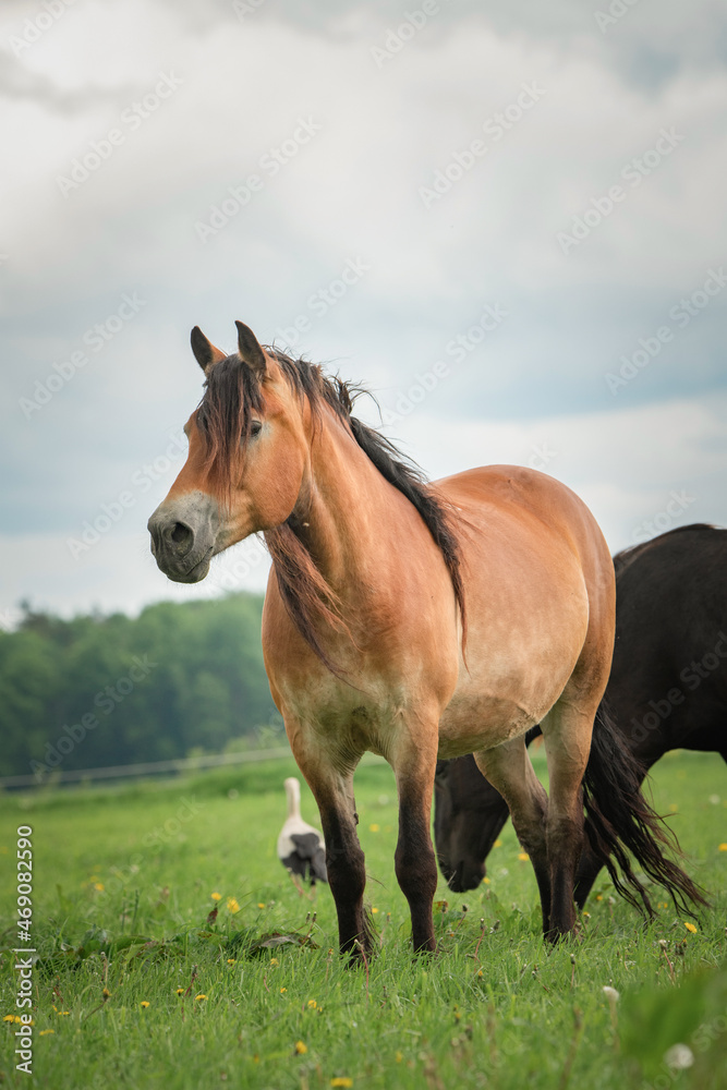A beautiful thoroughbred horse grazes on a farm pasture.