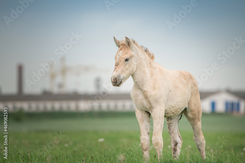 A beautiful thoroughbred horse grazes on a farm pasture.