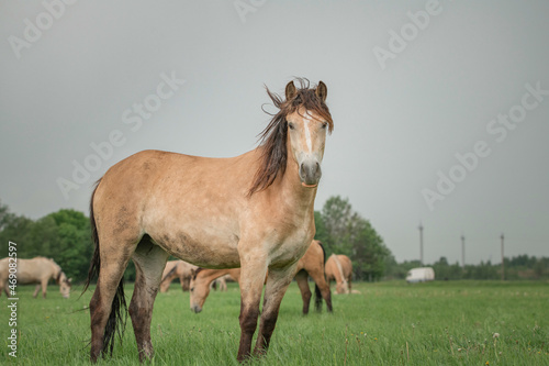 A beautiful thoroughbred horse grazes on a farm pasture.