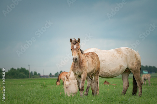 A beautiful thoroughbred horse grazes on a farm pasture. © shymar27