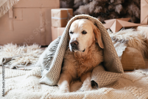 Adorable young golden retriever dog under  biege gray plaid near eco friendly Christmas decorations. Pet warms on blanket in cold winter weather. Pets care and hygge concept. photo